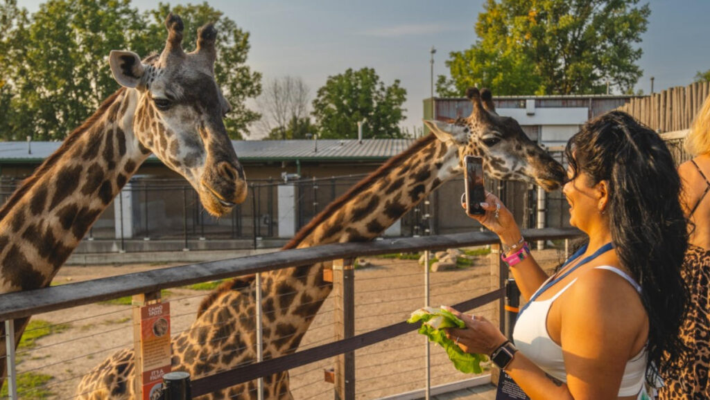 Toledo Zoo Prize Package