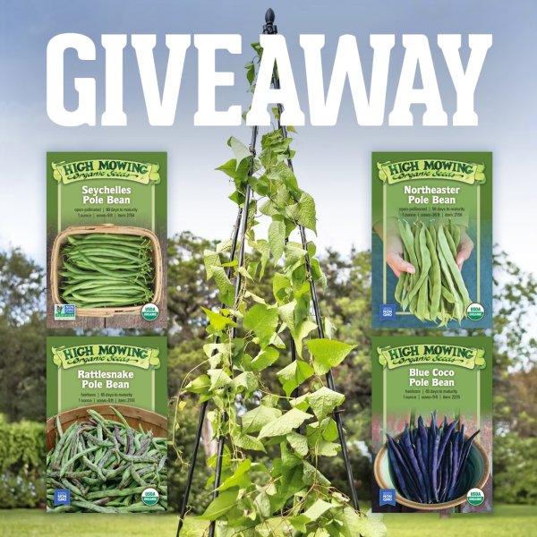 Our Pole Bean GIVEAWAY! - Free Giveaway