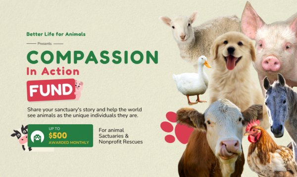 Compassion in Action Fund - Free Giveaway