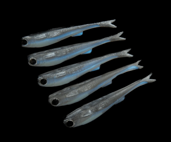Join the ReelFishCartel Giveaway — New Prize Every Sunday - Free Giveaway